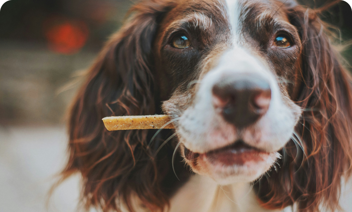 Springer Spaniel eating a treat